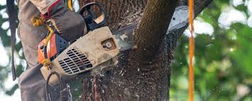 Best Commercial Tree Services  in Lafayette, IN