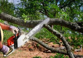 Best Tree Preservation Services  in Lafayette, IN