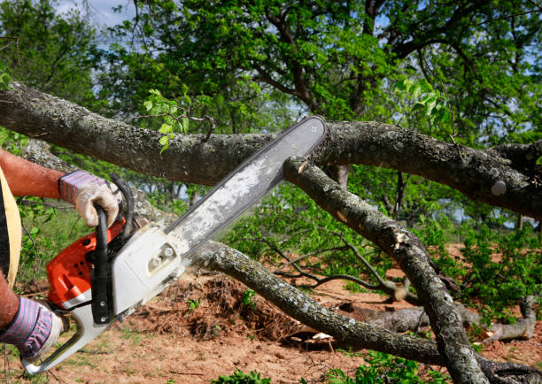 Professional Tree Care  in Lafayette, IN